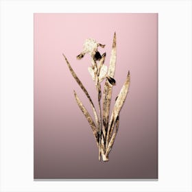 Gold Botanical Tall Bearded Iris on Rose Quartz Canvas Print