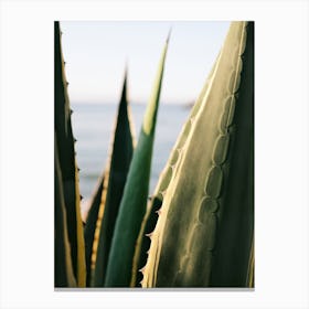 Agave and the Beach // Ibiza Nature & Travel Photography Canvas Print