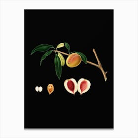 Vintage Peach Botanical Illustration on Solid Black n.0270 Canvas Print