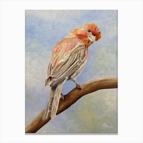 I Spy With My Little Eye Male House Finch Canvas Print