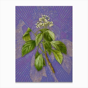 Vintage Climbing Hydrangea Botanical Illustration on Veri Peri n.0534 Canvas Print