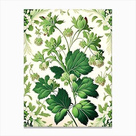 Xanthoceras Sorbifolium 1 Floral Botanical Vintage Poster Flower Canvas Print