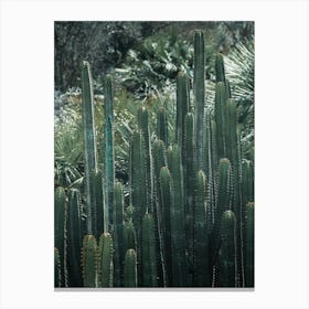 Cactus 1 Canvas Print