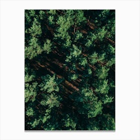 Pattern Forest  Canvas Print