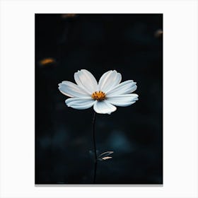 White Daisy 10 Canvas Print