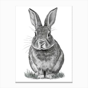 Rabbit In The Grass Canvas Print