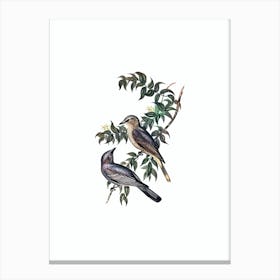 Vintage Jardine’s Cuckooshrike Bird Illustration on Pure White n.0056 Canvas Print