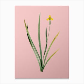 Vintage Iris Martinicensis Botanical on Soft Pink n.0281 Canvas Print
