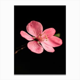 Cherry Blossom 8 Canvas Print