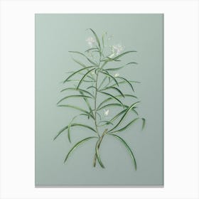 Vintage Narrow Leaved Spider Flower Botanical Art on Mint Green n.0104 Canvas Print