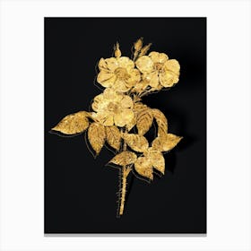 Vintage Rose of Castile Botanical in Gold on Black n.0601 Canvas Print