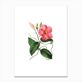 Vintage Knob Jointed Dipladenia Botanical Illustration on Pure White n.0155 Canvas Print