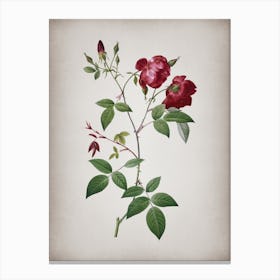 Vintage Velvet China Rose Botanical on Parchment n.0630 Canvas Print