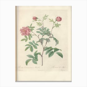 Rose Illustration, Pierre Joseph Redoute (96) Canvas Print