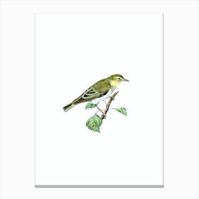 Vintage Wood Warbler Bird Illustration on Pure White n.0030 Canvas Print