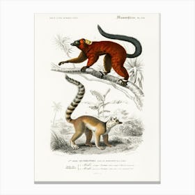 Lemur, Charles Dessalines D' Orbigny Canvas Print