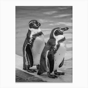 Penguins At The Zoo Canvas Print