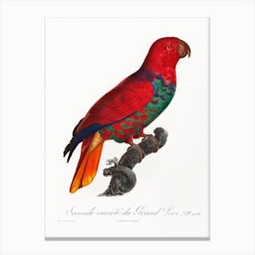 The Eclectus Parrot From Natural History Of Parrots, Francois Levaillant 3 Canvas Print