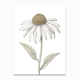 Echinacea Vintage Botanical Herbs 1 Canvas Print