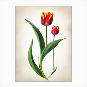 red tulip art print Canvas Print