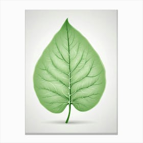 Green Leaf Vector Canvas Print