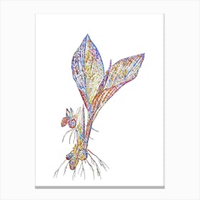 Stained Glass Koemferia Longa Mosaic Botanical Illustration on White n.0121 Canvas Print