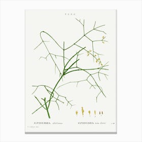 Ephedra Altissima, Pierre Joseph Redoute Canvas Print