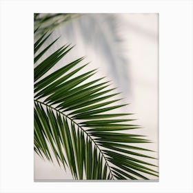 Palm Leaf Canvas Print