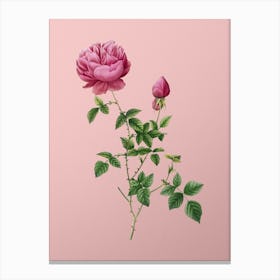 Vintage Pink Autumn China Rose Botanical on Soft Pink n.0887 Canvas Print