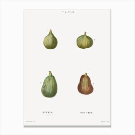 Figs, Pierre Joseph Redoute (2) Canvas Print