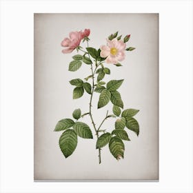 Vintage Red Bramble Leaved Rose Botanical on Parchment n.0411 Canvas Print