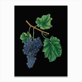 Vintage Lacrima Grapes Botanical Illustration on Solid Black n.0072 Canvas Print