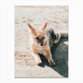Desert Fox Wildlife Canvas Print