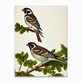 House Sparrow James Audubon Vintage Style Bird Canvas Print
