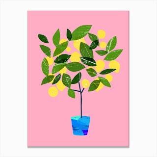 Meyer Lemon Tree Canvas Print