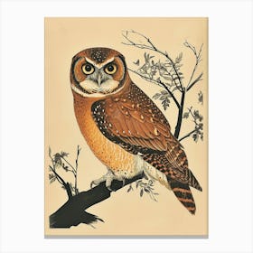Brown Fish Owl Vintage Illustration 3 Canvas Print