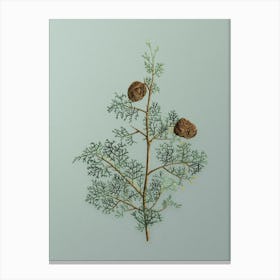 Vintage Mediterranean Cypress Botanical Art on Mint Green n.0509 Canvas Print