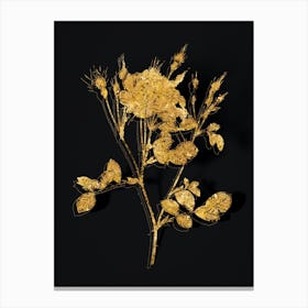 Vintage Anemone Flowered Sweetbriar Rose Botanical in Gold on Black Canvas Print