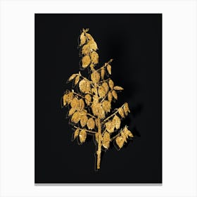 Vintage Adam's Needle Botanical in Gold on Black n.0451 Canvas Print