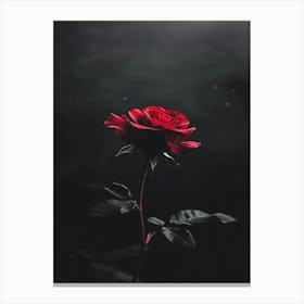 Dark Rose 92 Canvas Print