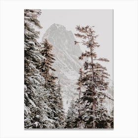 Winter Pine Trees Canvas Print