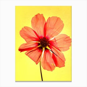 Red Cosmos Canvas Print