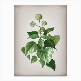 Vintage Common Ivy Botanical on Parchment n.0218 Canvas Print