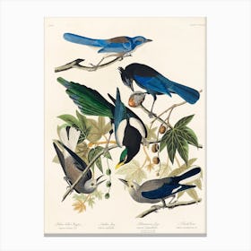 Yellow Billed Magpie, Birds Of America, John James Audubon Canvas Print