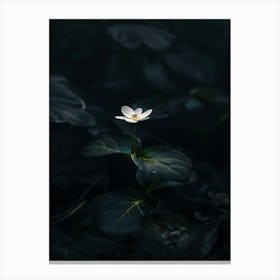 Single Flower In The Dark 41 Canvas Print