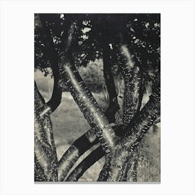 The Dancing Trees (1922), Alfred Stieglitz Canvas Print