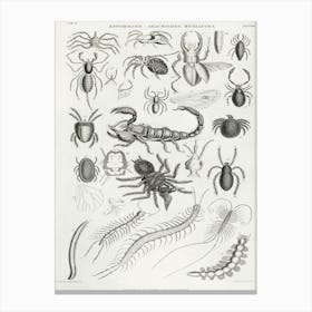 Entomology Arachnides, Myriapoda, Oliver Goldsmith Canvas Print