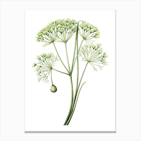 Fennel Vintage Botanical Herbs 2 Canvas Print