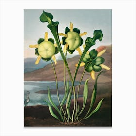 Flowering Plant Canvas Print