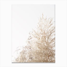 Dried Wheat Grass Canvas Print